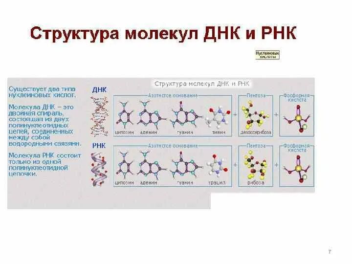 Состоит из белка и рнк. Структура молекулы днк и рнк. строение молекулы днк и рнк. 2.структура молекулы днк и рнк. структура днк и рнк.