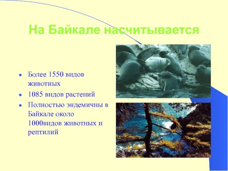 Эндемичные виды байкала. Виды животных и растений на Байкале. Водные растения Байкала. Виды растений на Байкале. Эндемики Байкала.