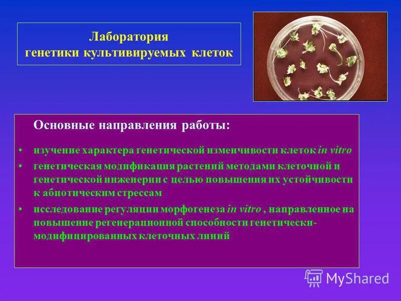 Типы наследственных признаков генетика. Наследование. Типы наследования признаков». Проблема детерминации. Основные типы наследования признаков.