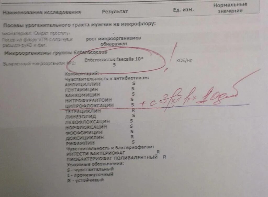 Enterococcus faecalis чувствительность к антибиотикам. Чувствительность стафилококка к антибиотикам таблица. Энтерококк фекалис у женщины. Энтерококк в мазке у мужчин норма. Enterococcus faecalis норма в мазке.