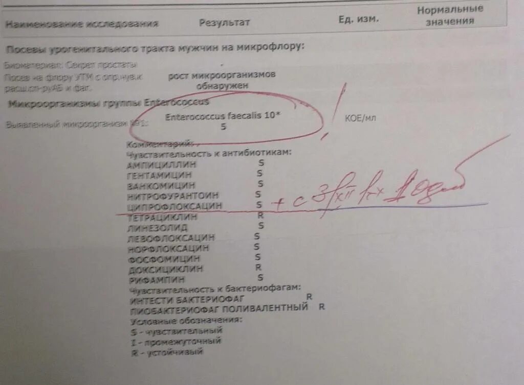 Enterococcus faecalis в мазке у женщин 10 в 5. Enterococcus faecalis 10*5 кое/мл. Бак посев Enterococcus faecalis. Enterococcus faecalis 10^4 кое/мл.