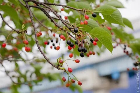 Сакура после цветения дает плоды