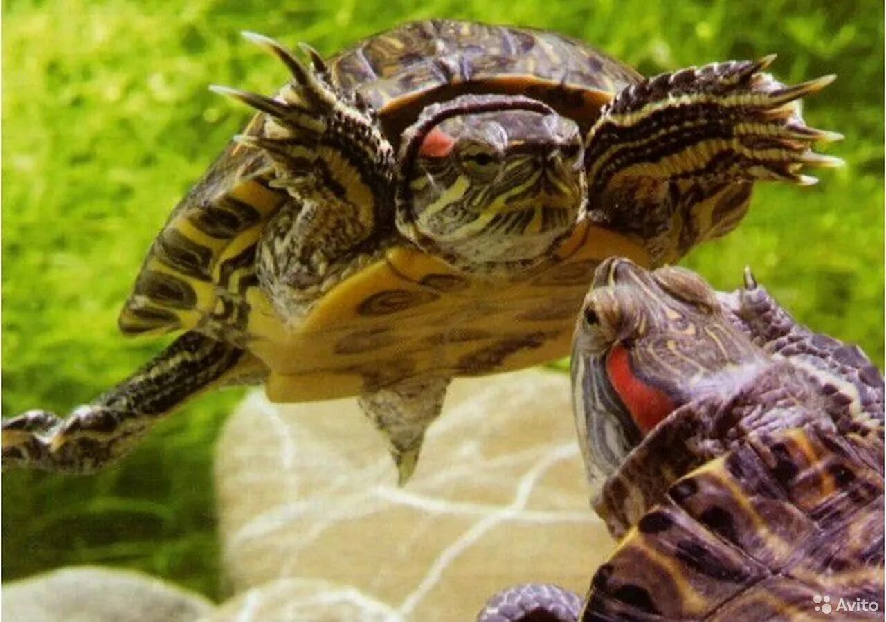 Красноухая черепаха хищная. Красноухая черепаха. Красноухие Черепашки. Черепаха красноухая черепаха. 2 Красноухие черепахи.