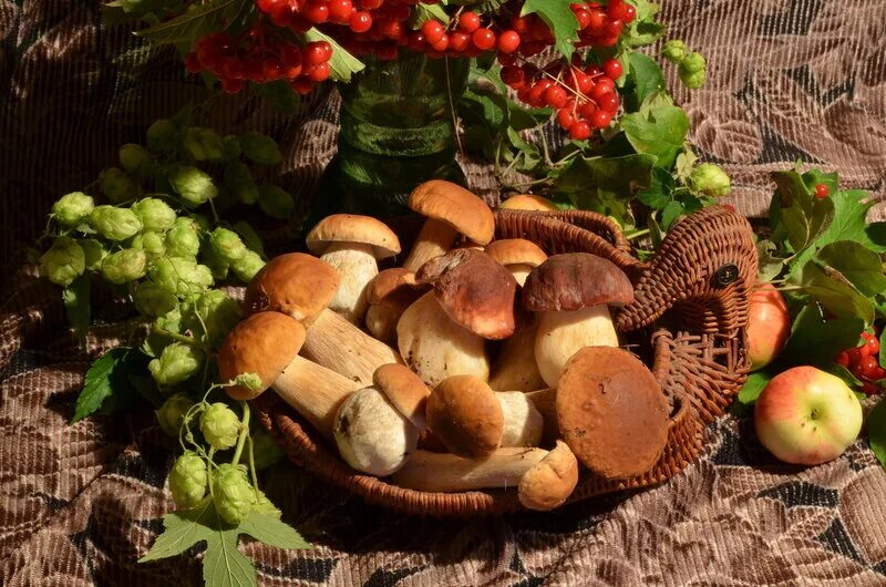 Деревья грибы ягоды. Осенние дары леса. Деревья грибы ягоды. Гриб мухомор. Грибы и ягоды.