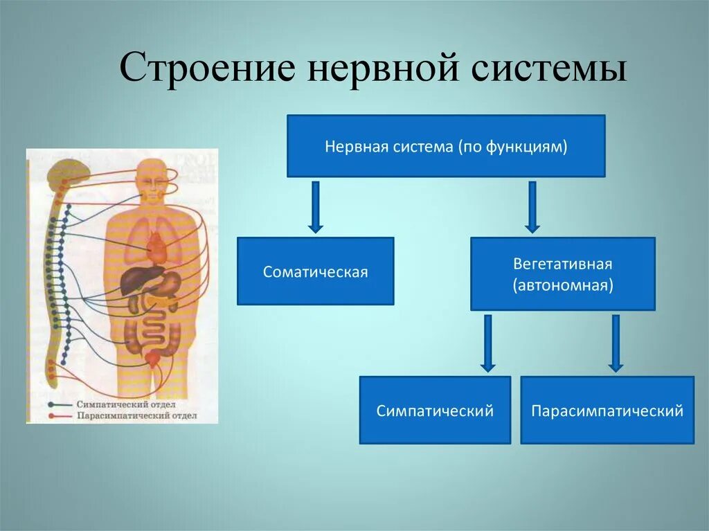 Виды нервной системы 8 класс. 1. Автономная (вегетативная) нервная система: отделы. Анатомия и функция вегетативной нервной системы. Структура и функции автономной вегетативной нервной системы. Вегетативная автономная нервная система строение и функции.