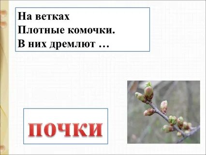 Плотный ветвь