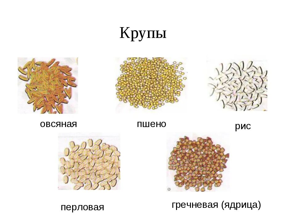 Крупы. Крупы виды. Название всех круп. Виды кропа.