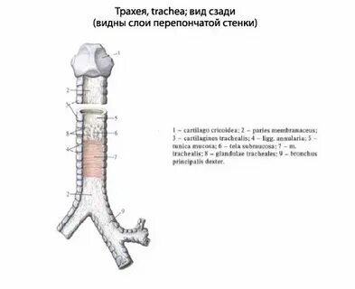 Трахея на латыни