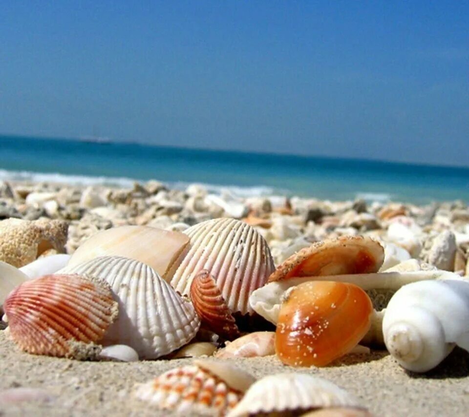 Ракушечный пляж в Анапе. Шелл Бич Австралия. Пляж Шелл Бич Австралия. Витязево ракушки. Пляж с ракушками