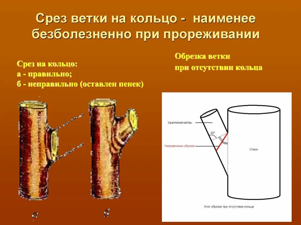 Срез на кольцо. Срез на кольцо у яблони. Срез ветви на кольцо. Обрезка веток на кольцо.