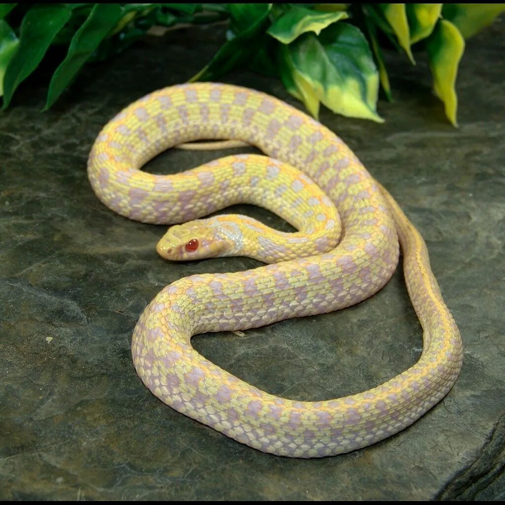 Ползущая змея во сне. Thamnophis Marcianus Albino. Гремучник Василиск. Гремучник Барбура. Каламарии змея.