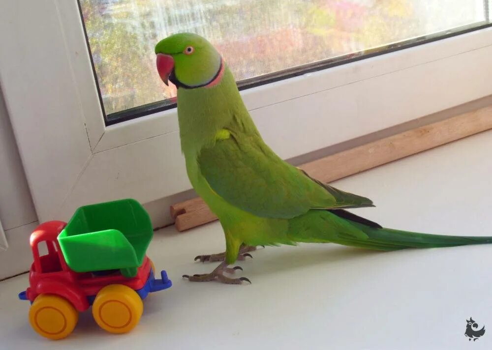 Сколько лет живут попугаи в домашних условиях. Ожереловый попугай. Ожереловый попугай Королевский. Ожереловый попугай зеленый. Ожереловые попугаи Крамера.