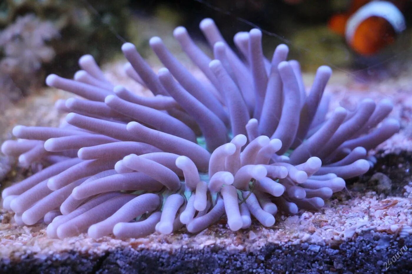 Жизнь беспозвоночных животных. Heliofungia actiniformis. heliofungia коралл. беспозвоночные. морских беспозвоночных.