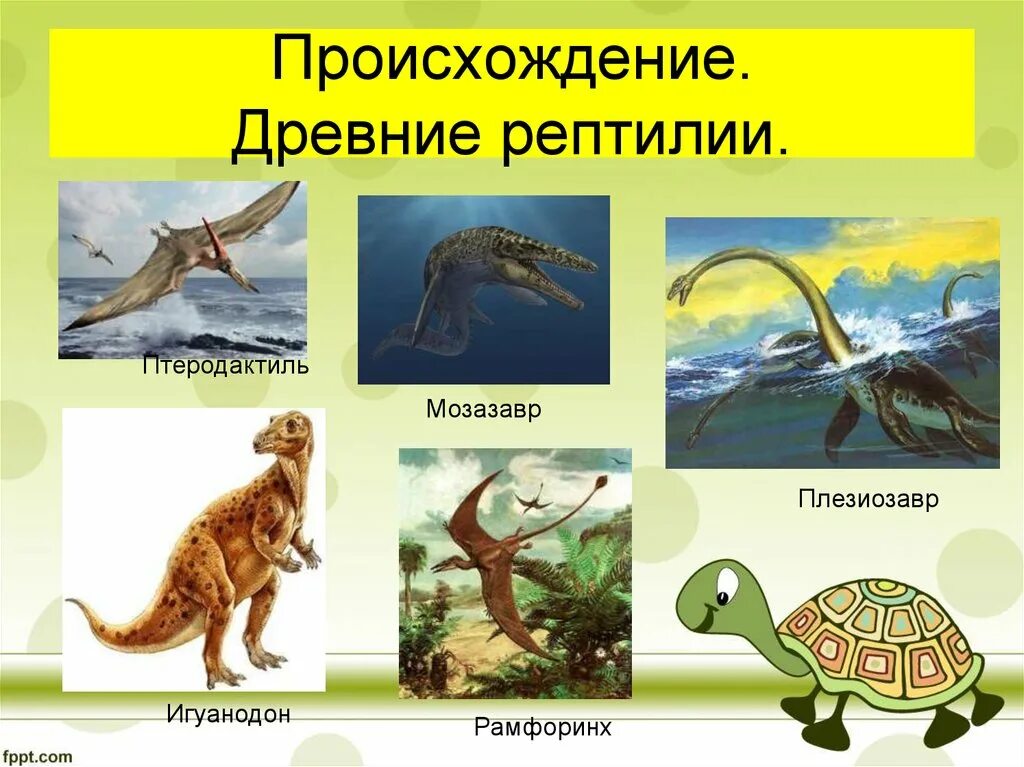 Древние рептилии происхождение. Древние пресмыкающиеся представители. Разнообразие древних пресмыкающихся. Происхождение пресмыкающихся.