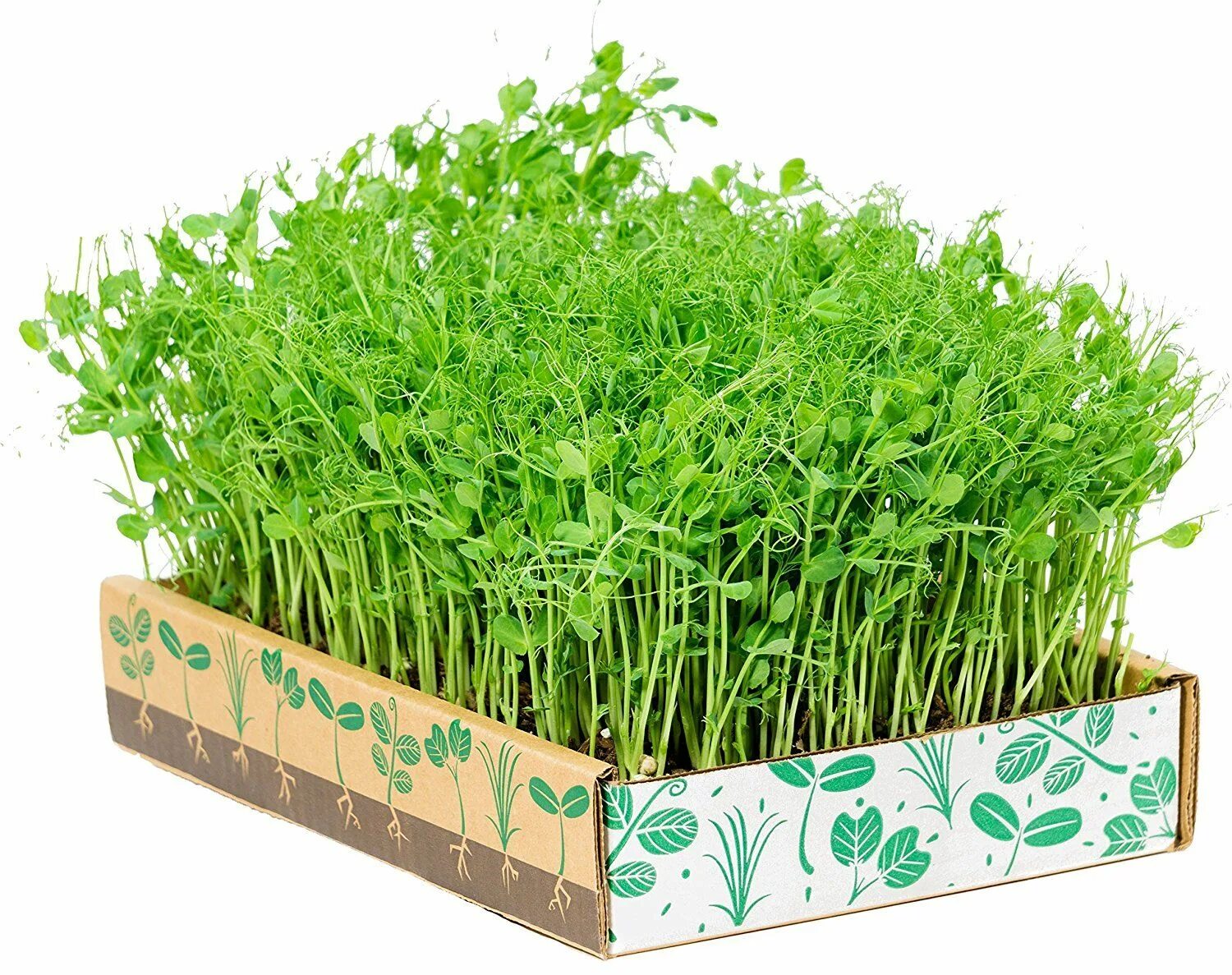 Зелень на м. Микрозелень петрушка. Руккола микрозелень. Micro Green микрозелень. Микрозелень гороха.