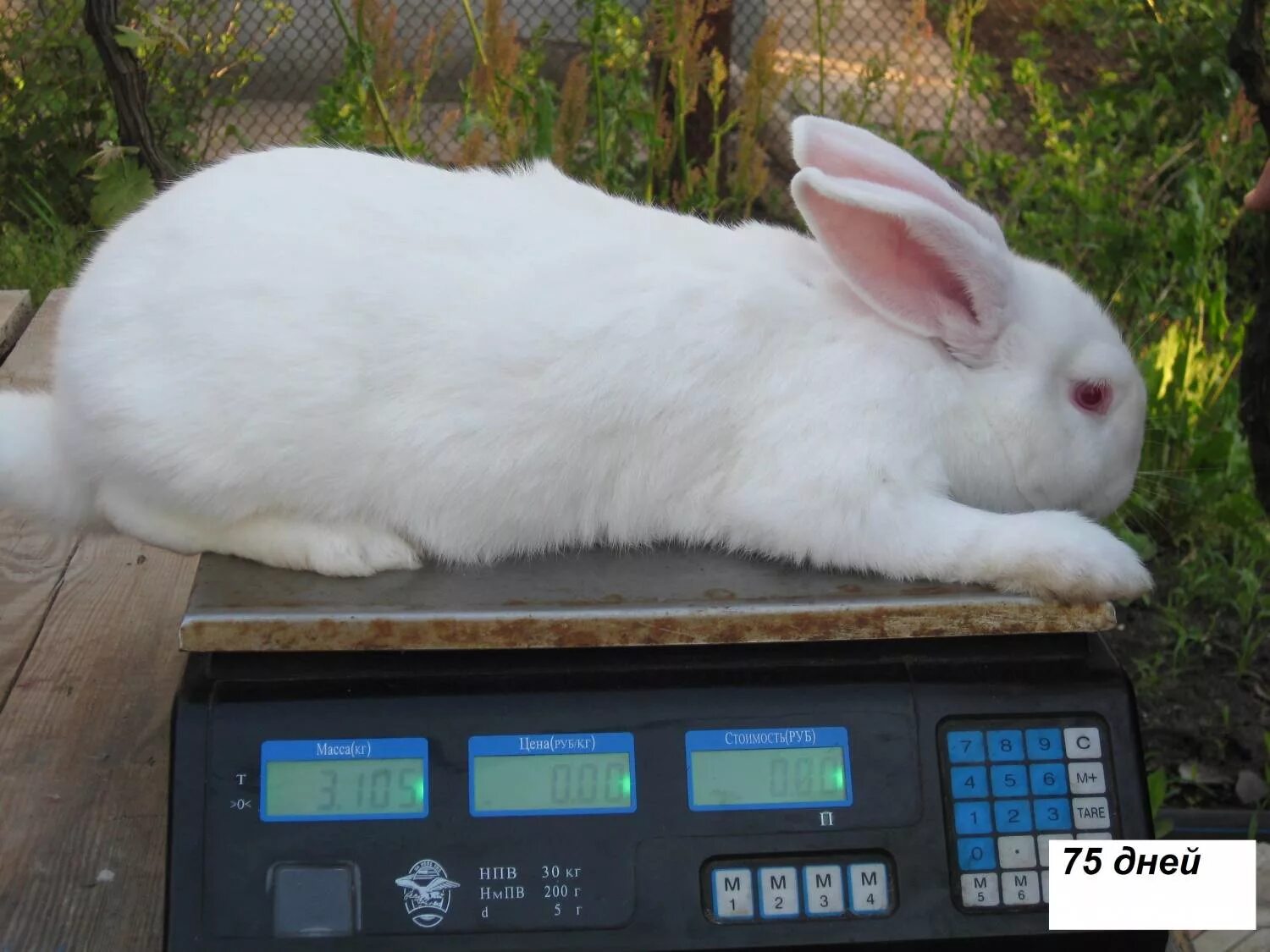 Весы кролик какие. Белый Паннон кролик вес. Порода кроликов белый Паннон. Калифорнийский великан кролик. Кролик белый великан вес.