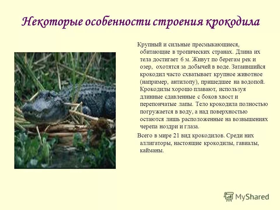 характеристика крокодила. строение крокодила. особенности строения крокодилов пресмыкающихся. особенности строения крокодилов пресмыкающихся. пресмыкающиеся внешнее и внутреннее строение.
