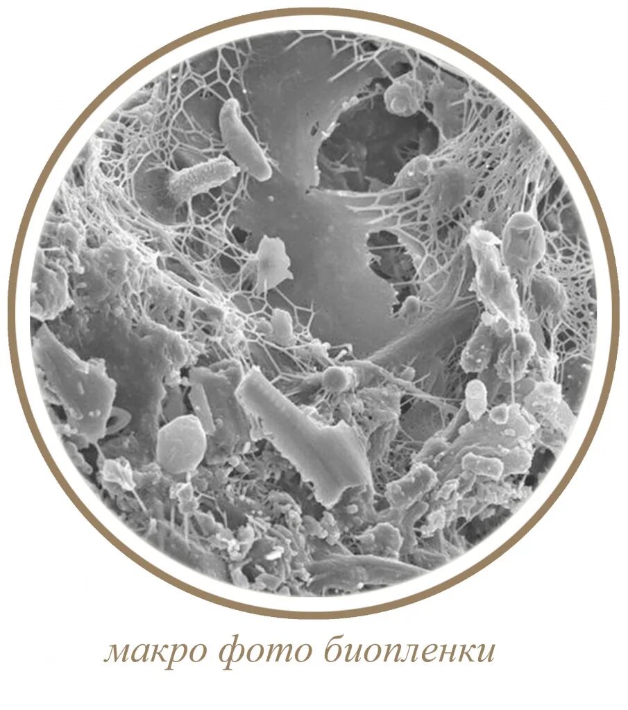 биопленки кандиды. биопленки микроорганизмов строение. биопленка кандида. матрикс биопленки. биопленка микробиология строение.