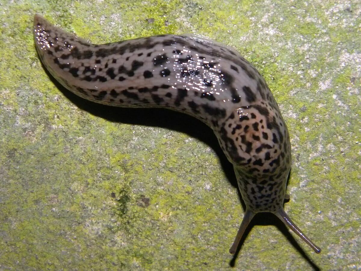 Фото слизанный. СЛИЗЕНЬ Limax Maximus леопардовый. СЛИЗНЯК Limax. СЛИЗНЯК Лимакс Максимус. Пятнистый СЛИЗЕНЬ.