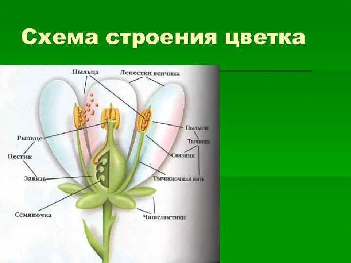 Покрытосеменные имеют органы. Строение цветковых покрытосеменных растений. Органы покрытосеменных растений схема. Покрытосеменные растения схема строения. Внешнее строение покрытосеменных растений.