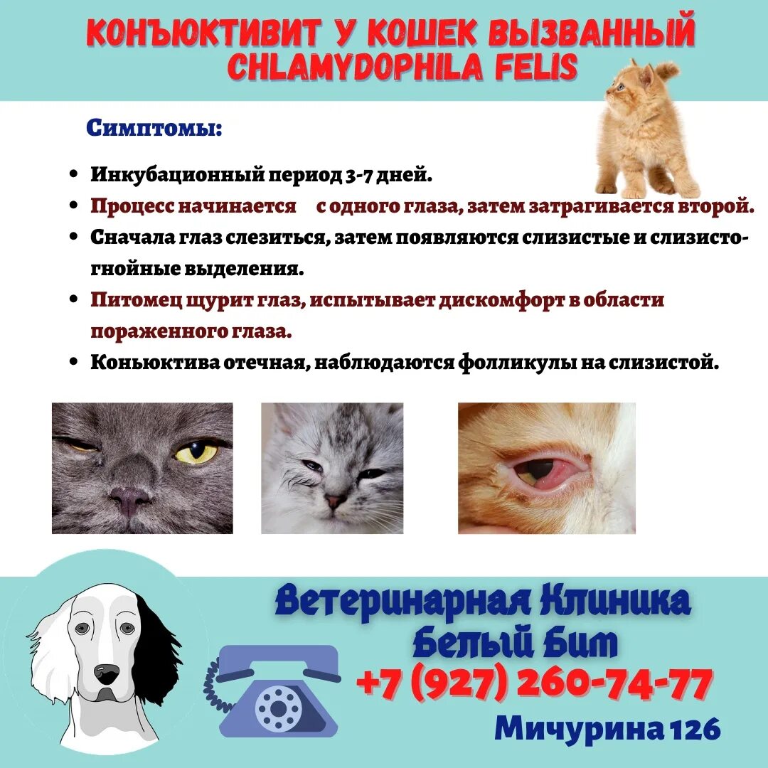Иммунодефицит кошек передается человеку. Хламидиоз у кошек симптомы. хламидиоз у котят симптомы. симптомы хламидиоза у кошек.