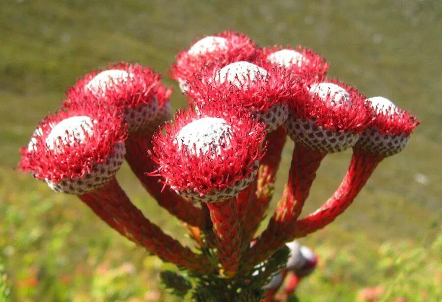 Unique plants. Бруния (растение). Бруния Альбифлора. Берзелия срезка. Цветы похожие на брунию.