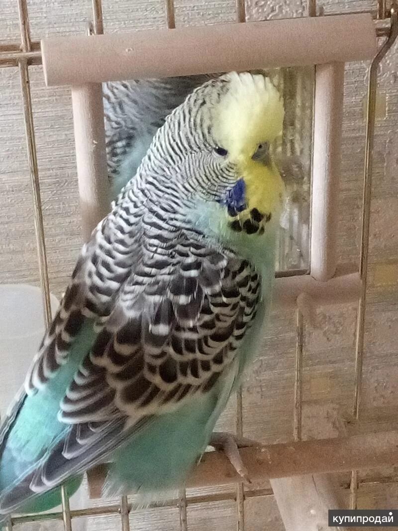 Птенцы чеха попугая. Попугаи ввп. Волнистый попугай чех. Выставочный волнистый попугай чех. Попугай чех спенгл.