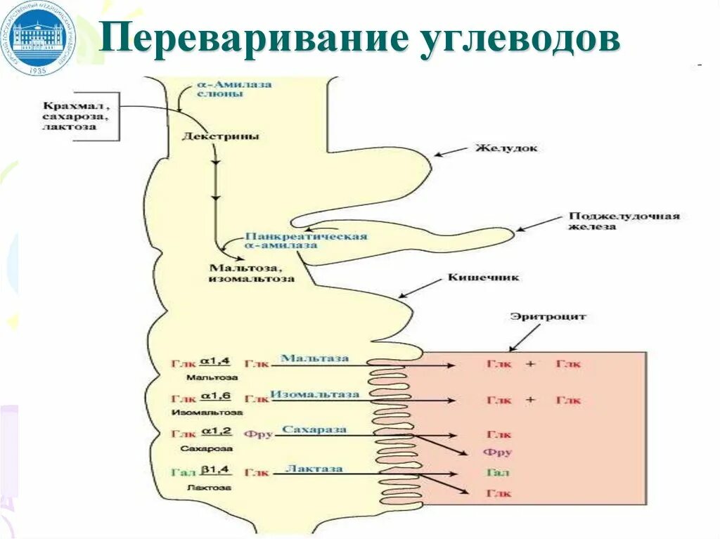 Переваривание белков в ротовой полости. Скорость переваривания. Переваривание белков. Переваривание углеводов в желудке. Переваривание углеводов у детей.