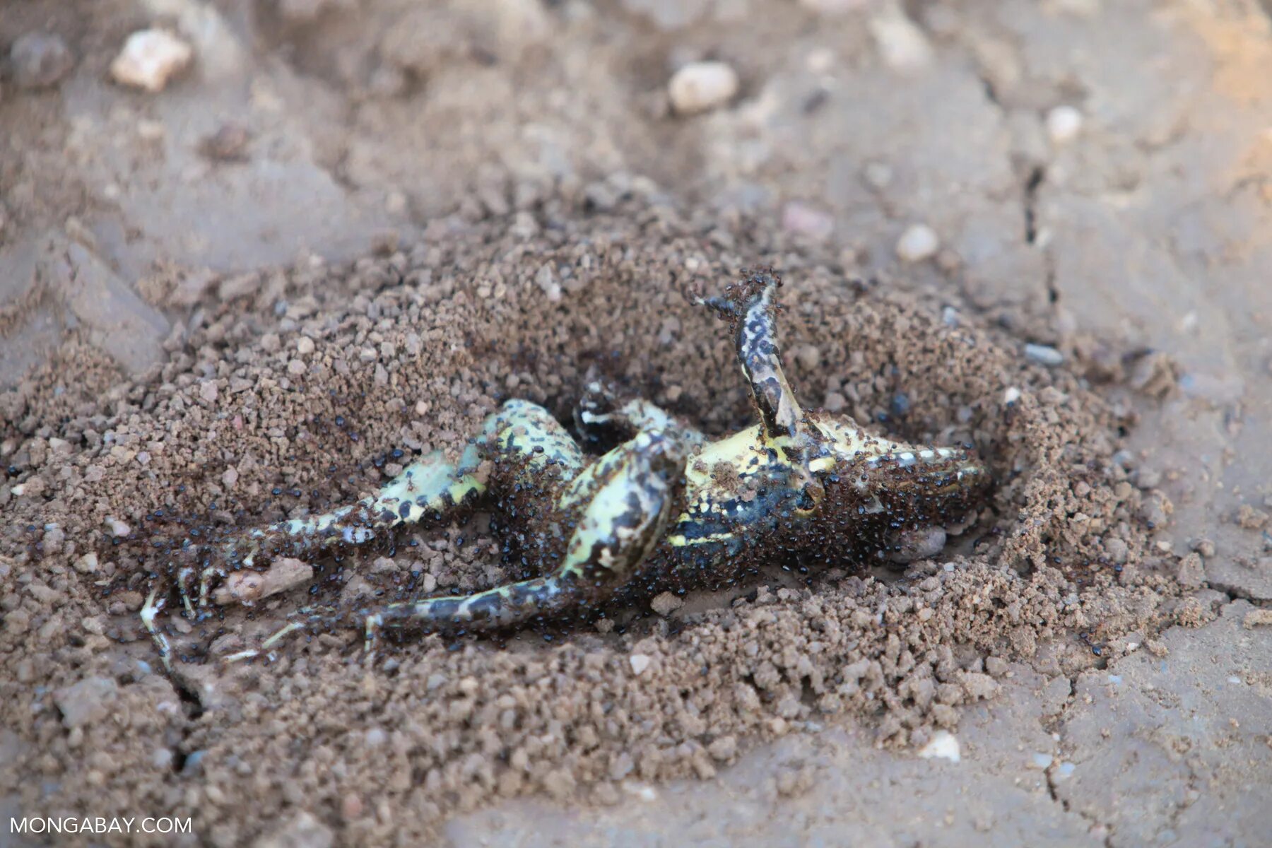 Мертвая лягушка цвет зеленый. Утонувшая жаба. Утонувшая жаба. Топить лягушку. Утонувшая жаба.