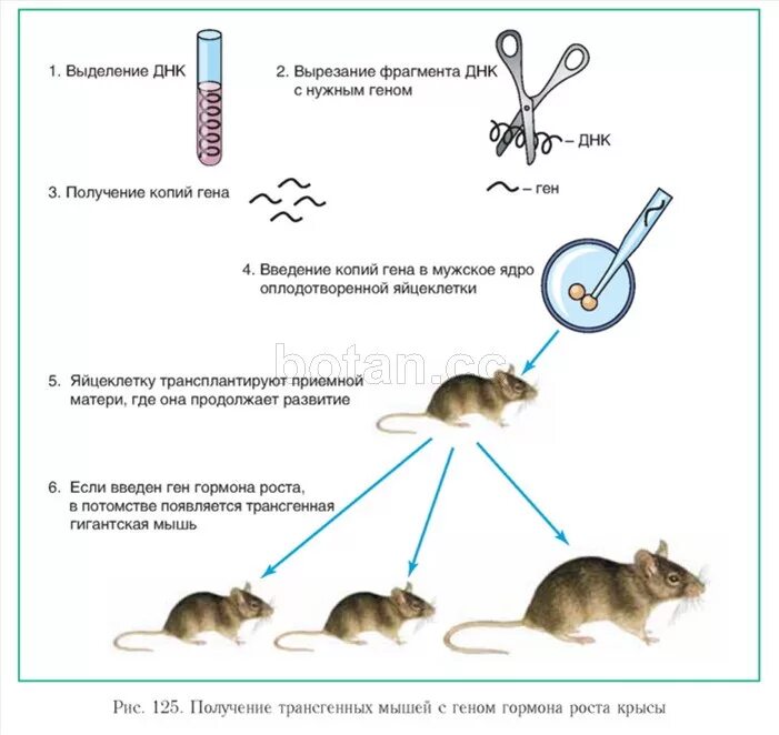 Методы введения днк. Схема получения трансгенных животных. Метод микроинъекции в получении трансгенных животных. Получение трансгенных мышей. Схема получения трансгенных растений и животных.