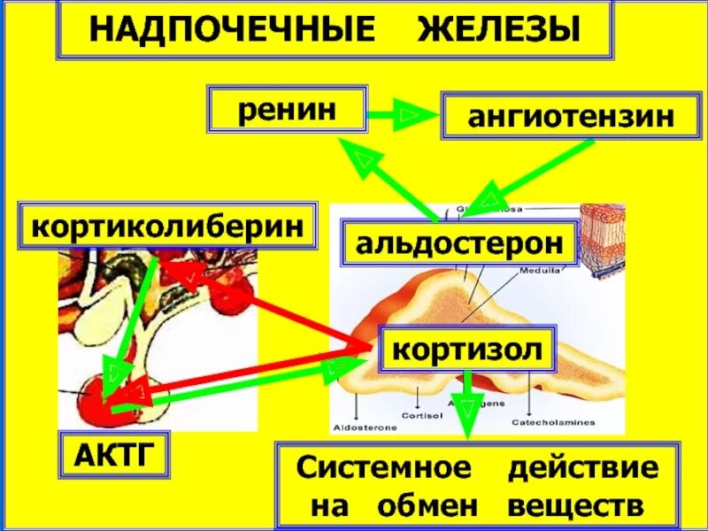 Ренин и альдостерон. Норма кортизола в крови. Кровь на ренин, альдостерон, кортизол. Ренин-ангиотензин-альдостероновая система. Кортизол низкий у мужчин