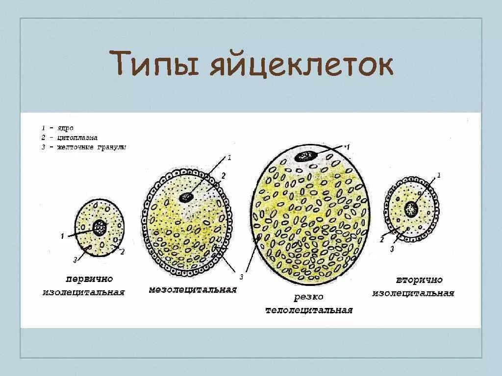 Размер яйцеклетки рыбы. Телолецитальная яйцеклетка лягушки. Первично изолецитальная яйцеклетка. Строение и типы яйцеклеток. Типы яйцеклеток изолецитальные строение.