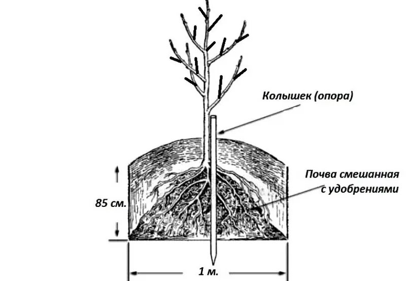 Как сохранить саженец груши. Схема посадки колоновидной яблони. Колоновидная груша, схема посадки. Колоновидные яблони схема посадки. Саженец колоновидной груши.