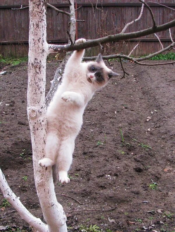 Держись держусь я тоже не вывожу. Кот висит. Кот висит на дереве. Держусь из последних сил. Кот держится.