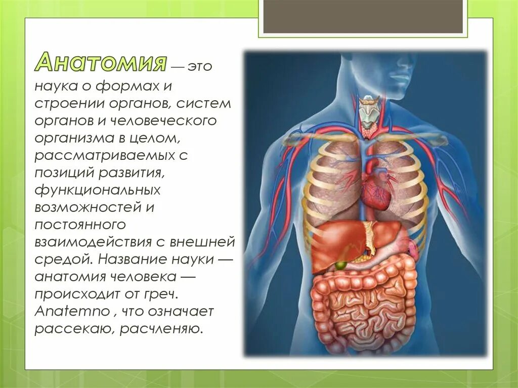 Внутренние органы строение схема. Строение тела человека. Расположение органов у человека. Человеческие органы расположение. Организм человека схема.