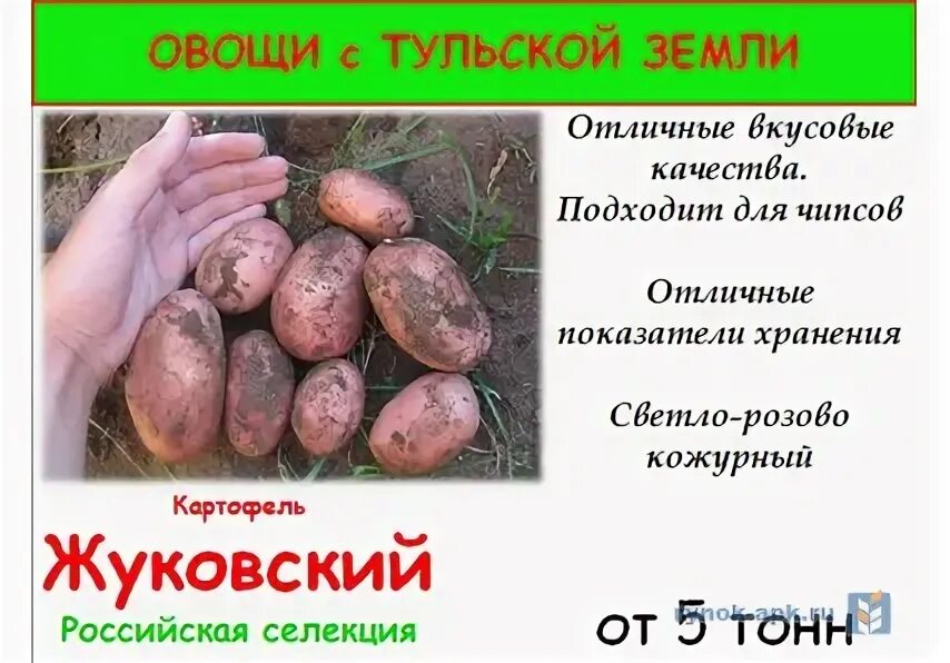 Жуковский ранний картофель характеристика. Сорт Жуковский картофель характеристика. Картошка Жуковский описание. Жуковская сорт картофеля. Сорт картофеля Жуковский.