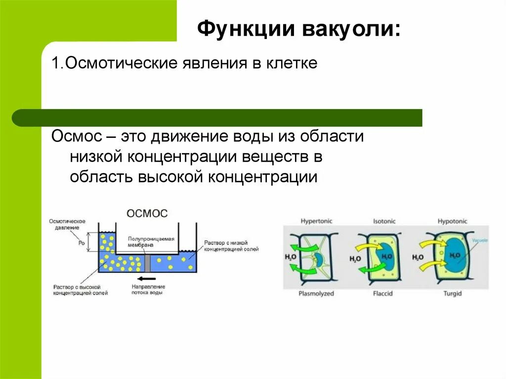 Тонопласт функции. Тонопласт функции