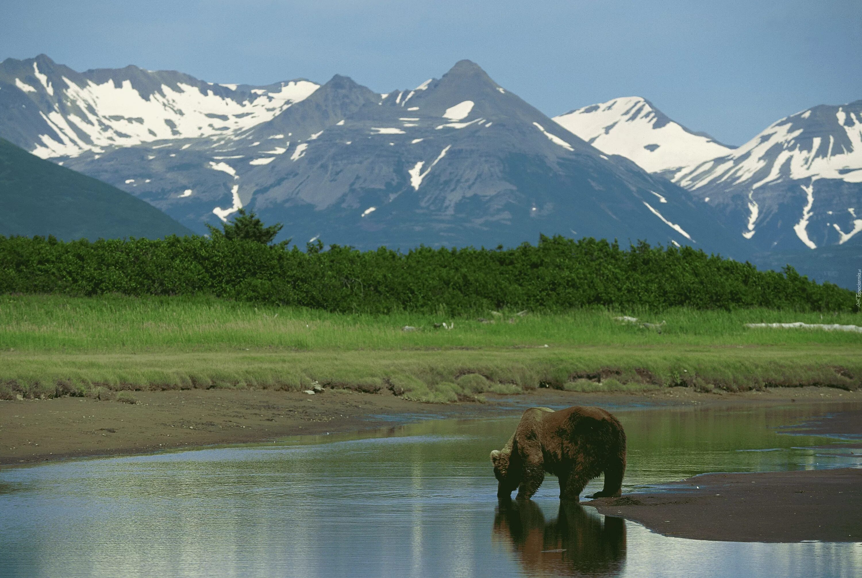 Северная Америка Аляска медведь. Евразия природа. Медведь на фоне гор. Евразия природа и животные.