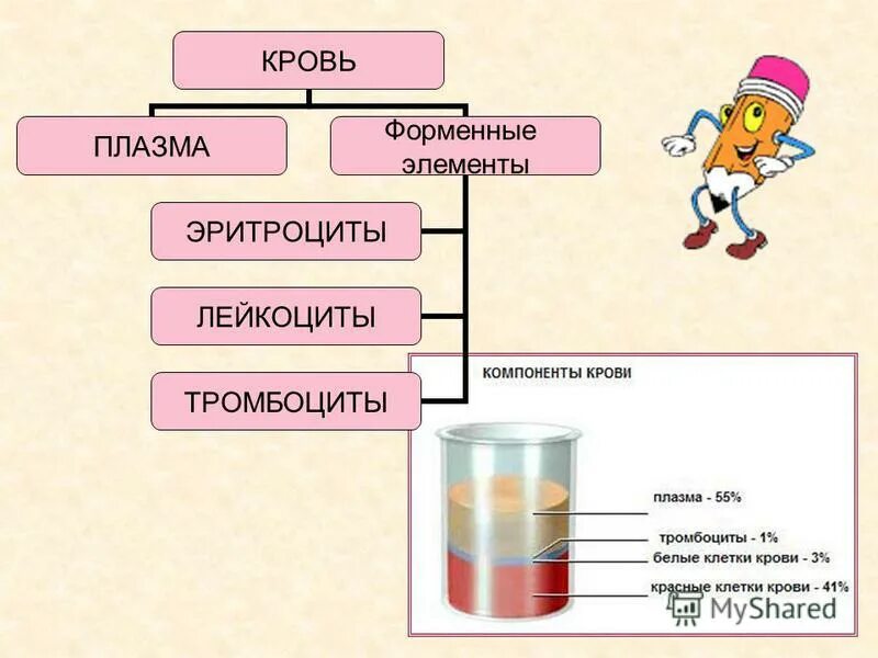 Номером на рисунке обозначена плазма крови. Плазма и форменные элементы крови. Состав крови. Схема состав крови плазма крови форменные элементы. Состав крови плазма состав плазмы.