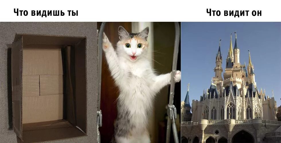 как видят мир кошки. как коты воспринимают людей. какие цвета видят кошки. как кошки видят в темноте. как видят мир кошки.