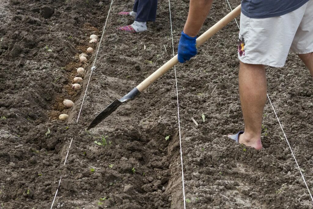 Почва для посадки картофеля весной. Лопата для сажания картофеля. Посадка картофеля. Лунки для картофеля. Посадка картофеля между рядами.