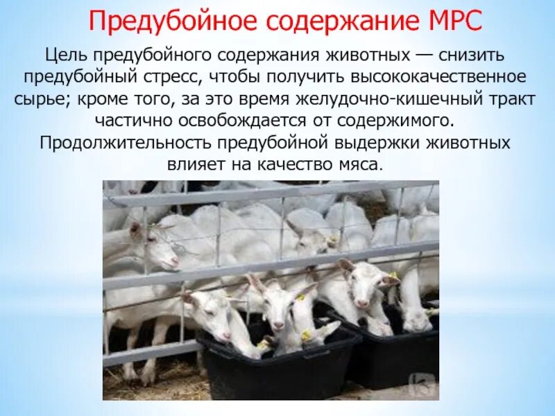 Правила мрс