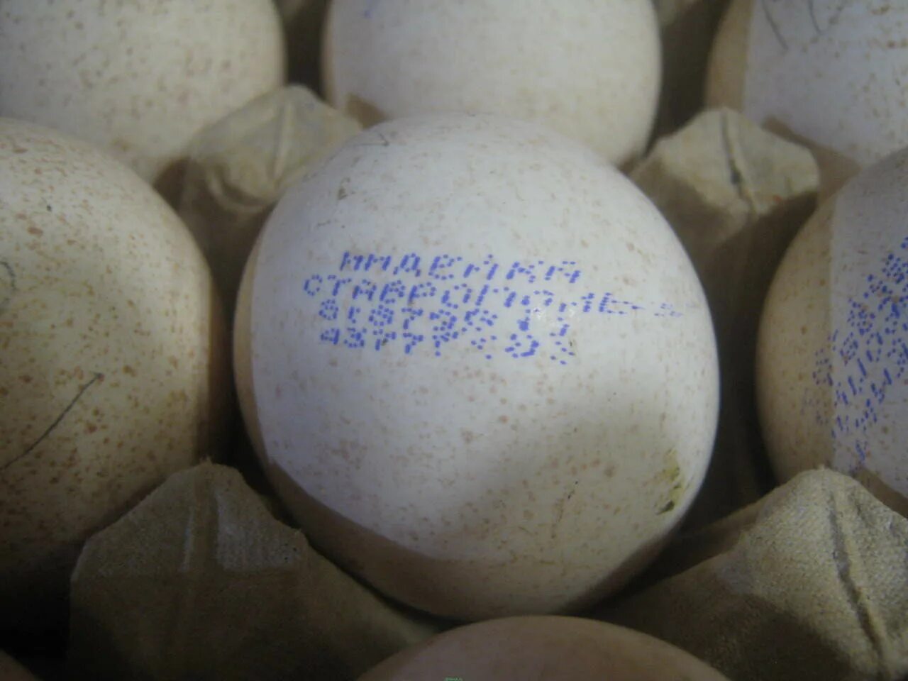 Печати на инкубационных яйцах индейки. Яйцо Биг 6 штамп. Маркировка инкубационного яйца индейки. Печать на инкубационном яйце индюшки.