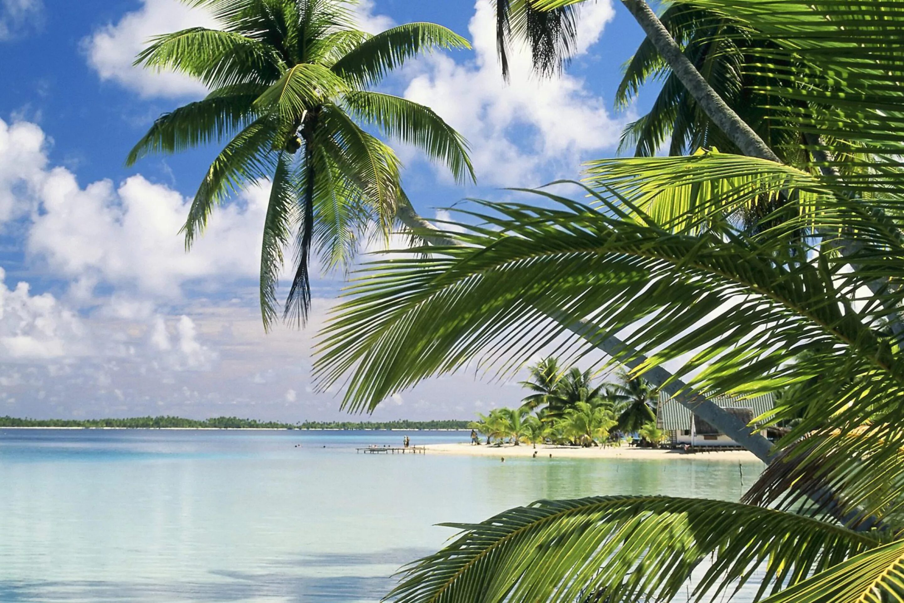 Обои пальмы. Природа море. Море пальмы. Пляж с пальмами.