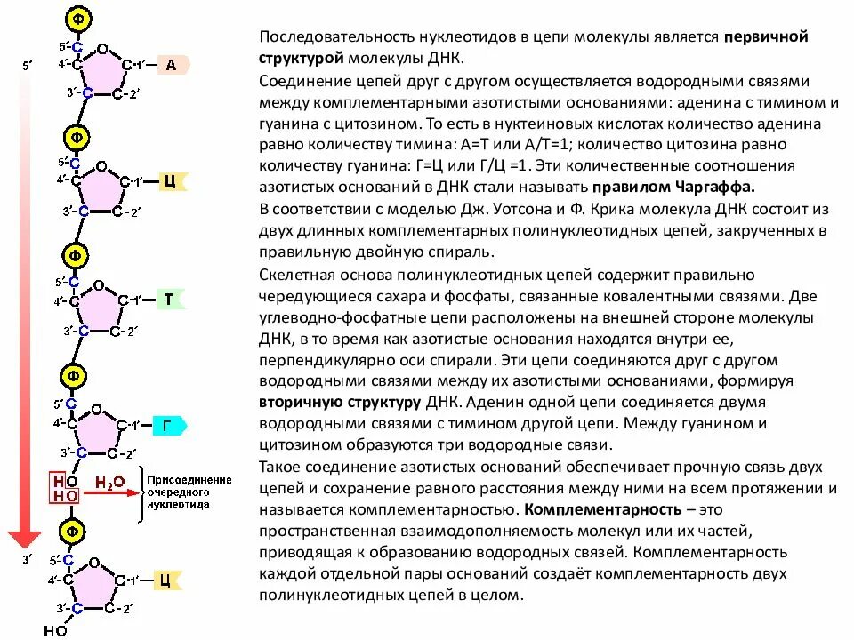 Полинуклеотидная цепь связи. Водородные связи между нуклеотидами РНК. Схема соединения нескольких нуклеотидов в цепь первичная структура. Антипараллельность цепей ДНК. Структура ДНК азотистые основания.