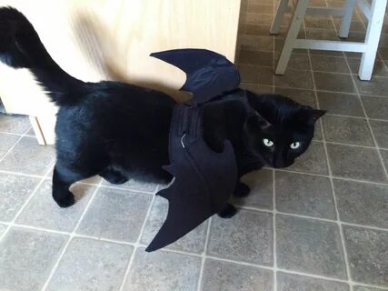 Костюм дракона для кота