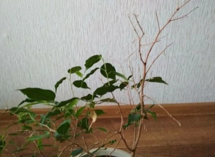 Почему осыпается цветок. Фикус мурайя. фикус бенджамина березка. фикус бенджамина облысел. фикус бенджамина осыпается.