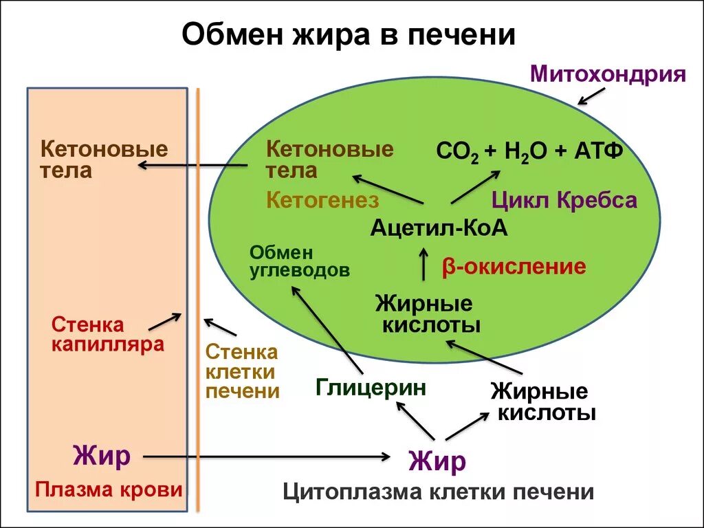 Печень атф