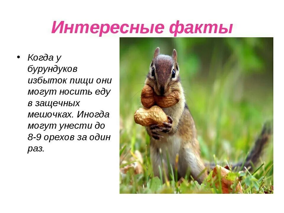 Два факта о животных. Интересные факты о лесных животных. факты о животных лесных зон. интересные факты о бурундуке. интересные факты о животных леса.