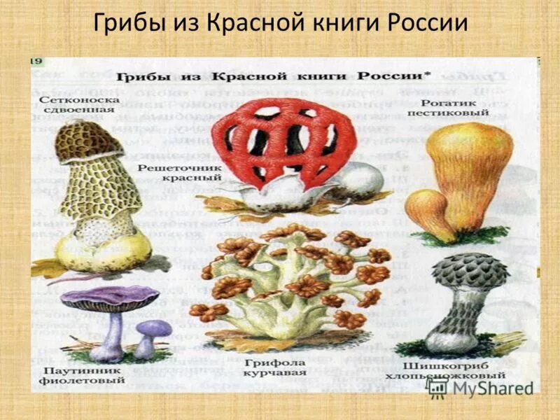 редкие грибы из красной книги. грибы занесенные в красную книгу россии. грибы занесенные в красную книгу россии. грибы красной книги россии. грибы которые занесены в красную книгу.